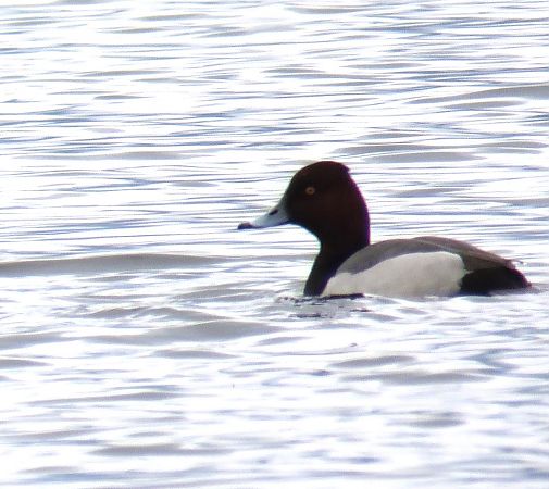 Ibrido Moriglione x Moretta  - Roberto Aletti