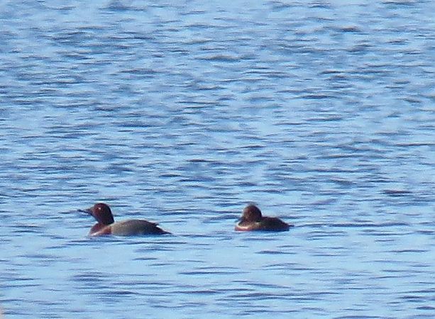 Ibrido Moriglione x Moretta tabaccata  - Roberto Aletti