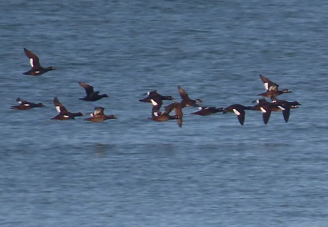 Macreuse brune  - Ernesto Giovanni Occhiato