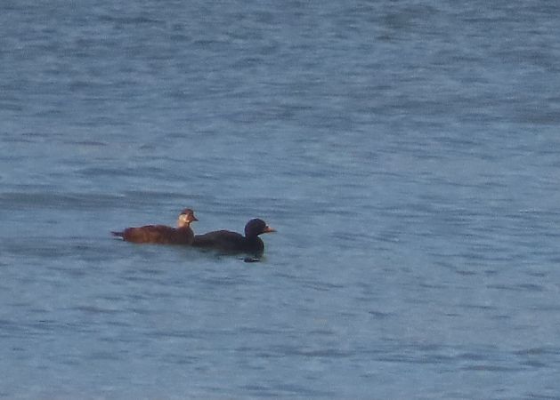 Orchetto marino  - Ernesto Giovanni Occhiato