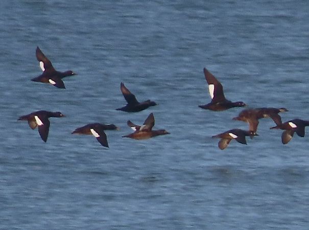 Orchetto marino  - Ernesto Giovanni Occhiato