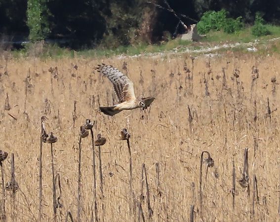 Albanella reale  - Ernesto Giovanni Occhiato