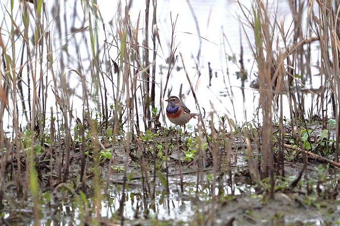 Pettazzurro  - Giampaolo Tricamo