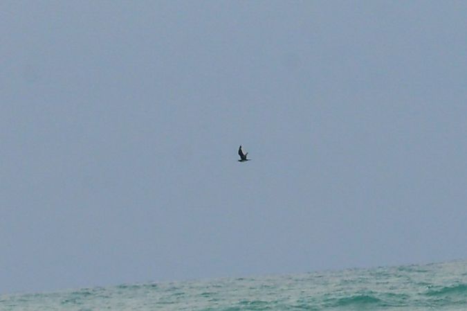 Labbo indet.  - Riccardo Errico