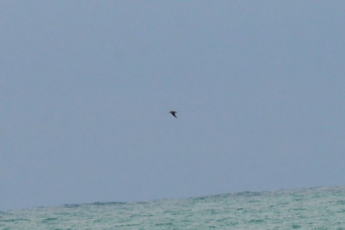 unbest. Raubmöwe  - Riccardo Errico