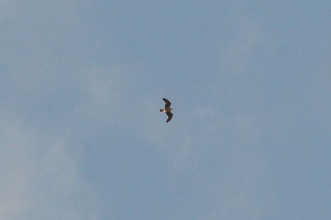 Aquila minore  - Riccardo Errico