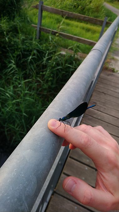 Calopteryx virgo  - Alessandro Mazzoni