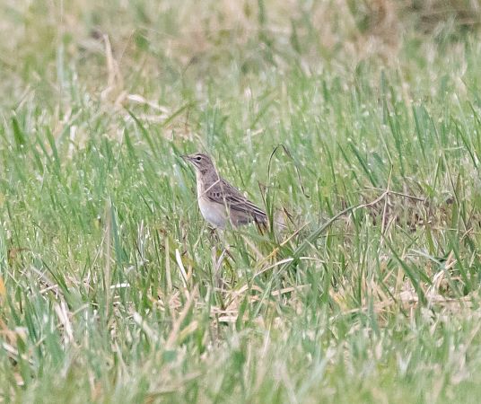 Calandro maggiore  - Roberto Villani