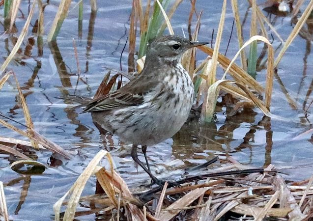 Spioncello  - Christian Kofler