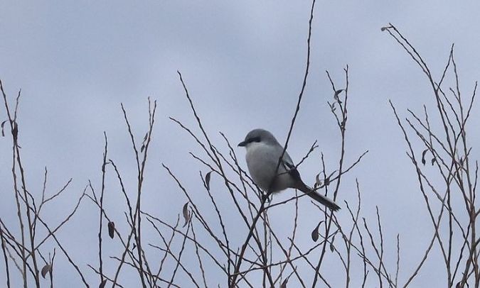 Averla maggiore  - Christian Kofler