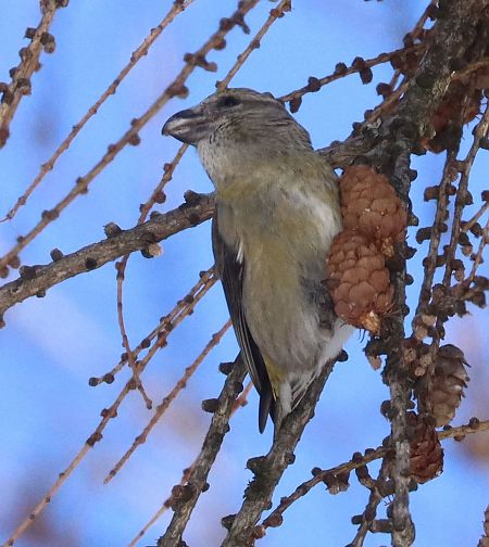 Crociere  - Christian Kofler