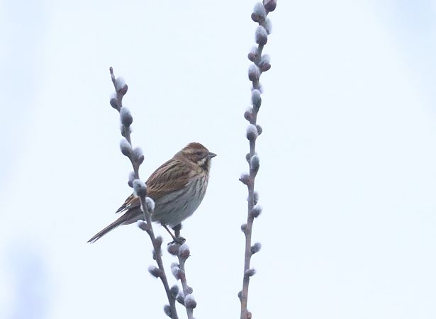 Common Reed Bunting  - Christian Kofler