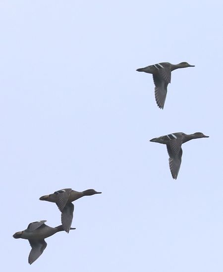 Eurasian Teal  - Christian Kofler