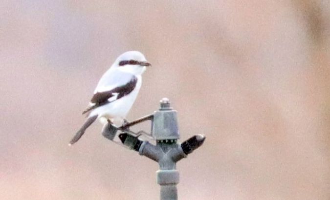 Averla maggiore  - Christian Kofler