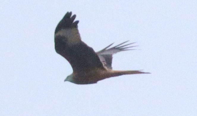 Nibbio reale  - Christian Kofler