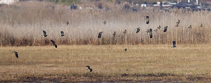 Pavoncella  - Christian Kofler