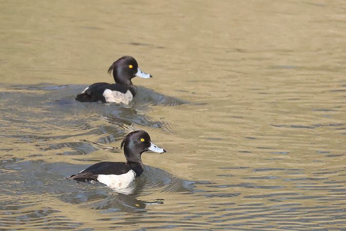 Moretta  - Christian Kofler