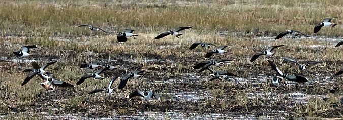 Pavoncella  - Christian Kofler