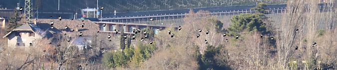 Pavoncella  - Christian Kofler