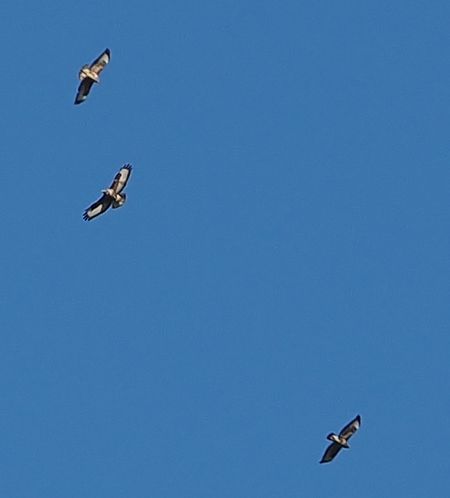 Poiana  - Giovanni Gianelli