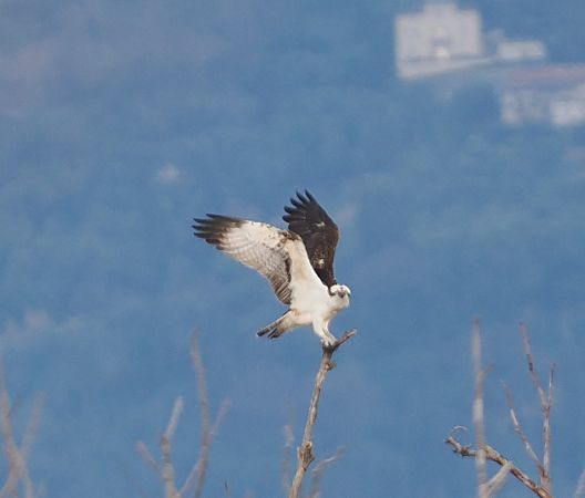 Falco pescatore  - Giovanni Gianelli