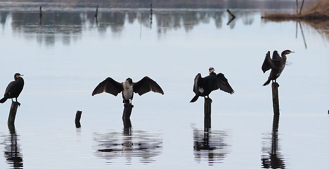 Cormorano  - Giovanni Gianelli
