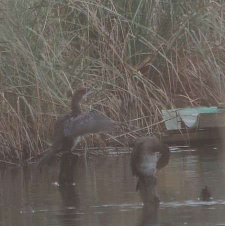 Marangone minore  - Giovanni Gianelli