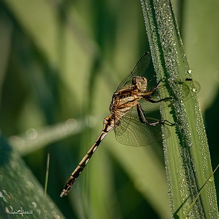 Orthetrum albistylum  - Barlotti Andrea