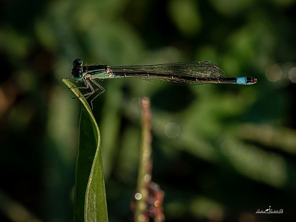 Ischnura elegans  - Barlotti Andrea