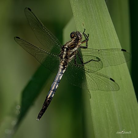 White-tailed Skimmer  - Barlotti Andrea