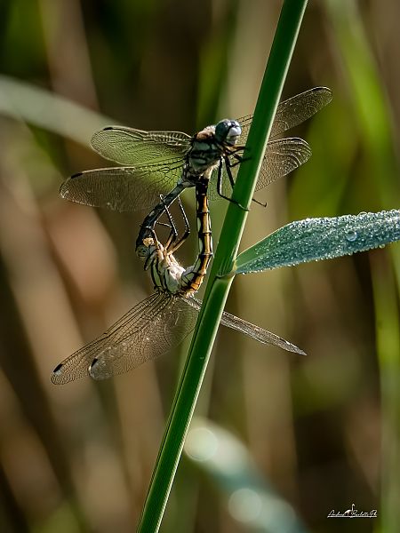 Orthetrum albistylum  - Barlotti Andrea