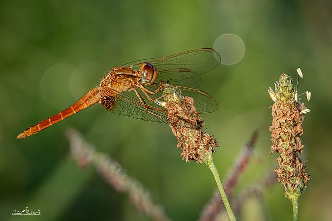 Crocothemis erythraea  - Barlotti Andrea