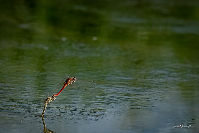 Sympetrum fonscolombei  - Barlotti Andrea