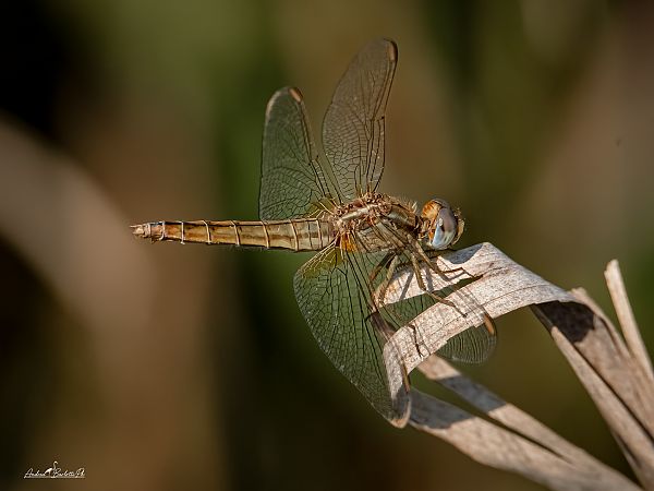 Crocothemis erythraea  - Barlotti Andrea