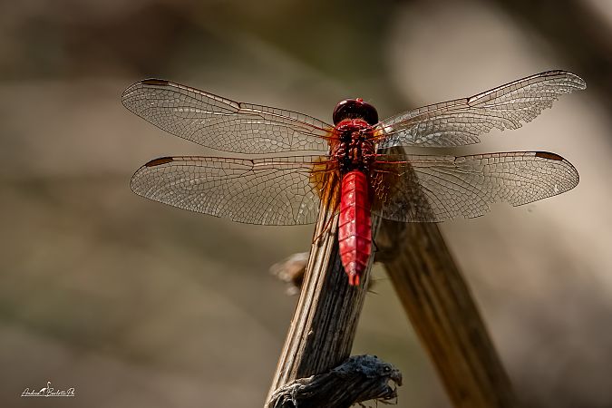 Crocothemis erythraea  - Barlotti Andrea