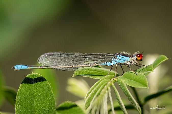 Erythromma viridulum  - Barlotti Andrea