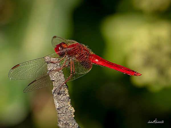 Crocothemis erythraea  - Barlotti Andrea