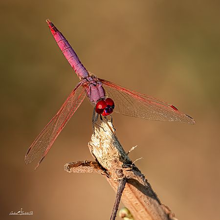 Trithemis annulata  - Barlotti Andrea