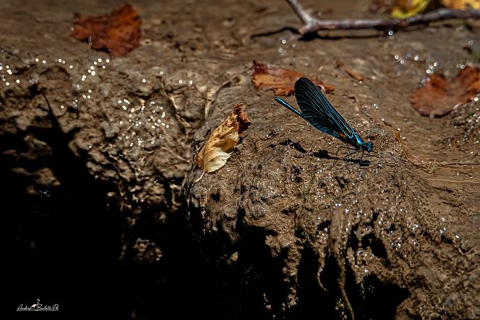 Calopteryx splendens  - Barlotti Andrea