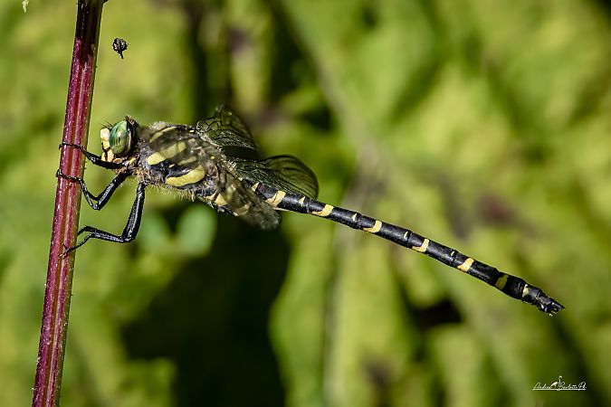 Cordulegaster boltonii  - Barlotti Andrea