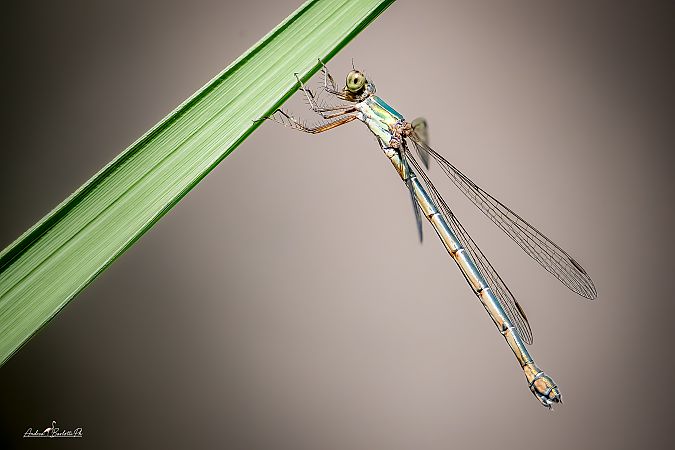 Lestes parvidens  - Barlotti Andrea