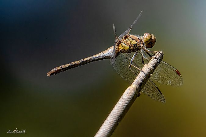 Sympetrum striolatum  - Barlotti Andrea