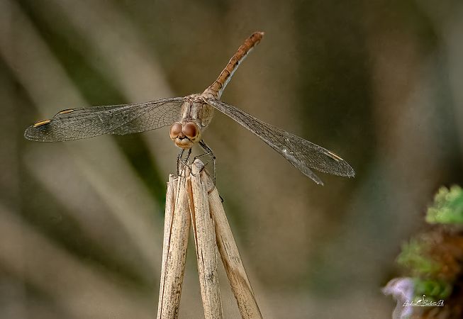 Sympetrum meridionale  - Barlotti Andrea
