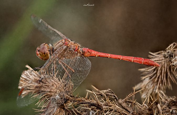 Sympetrum meridionale  - Barlotti Andrea
