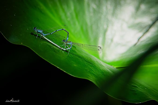 Coenagrion puella  - Barlotti Andrea