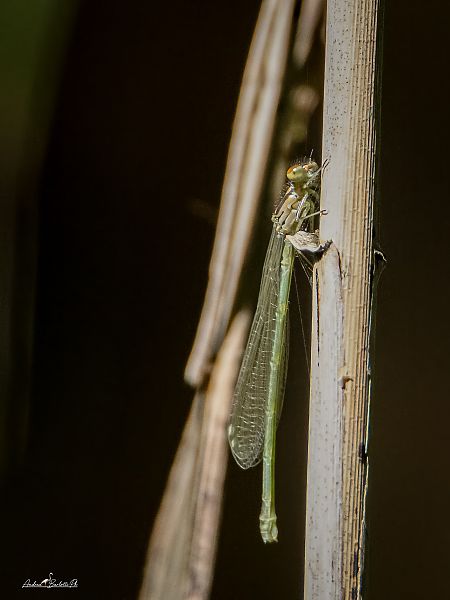 Platycnemis pennipes  - Barlotti Andrea