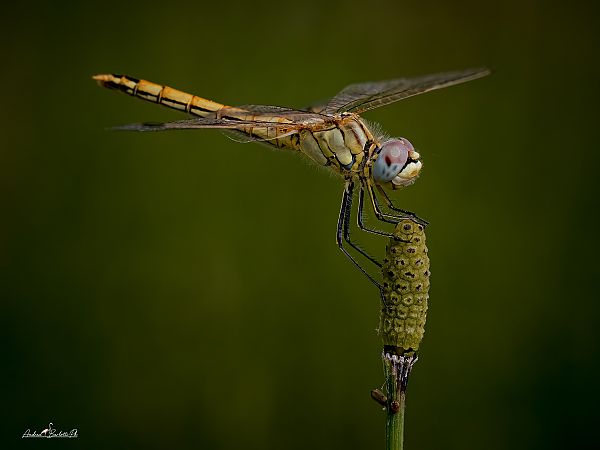 Sympetrum fonscolombei  - Barlotti Andrea