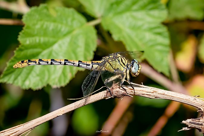 Onychogomphus forcipatus  - Barlotti Andrea