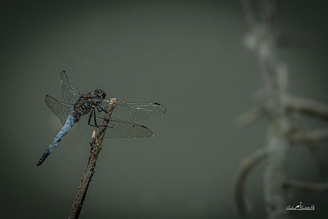 Großer Blaupfeil  - Barlotti Andrea