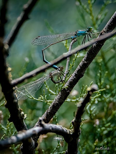 Ischnura elegans  - Barlotti Andrea